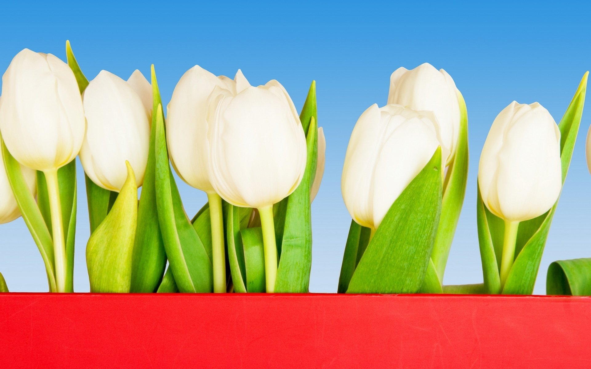 nódulos blancos criaturas delicadas flores tulipanes