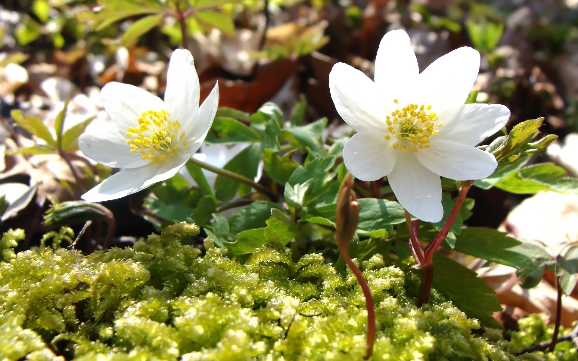 fiori bianchi come la neve delicati raggi del sole fiori muschio macro primavera