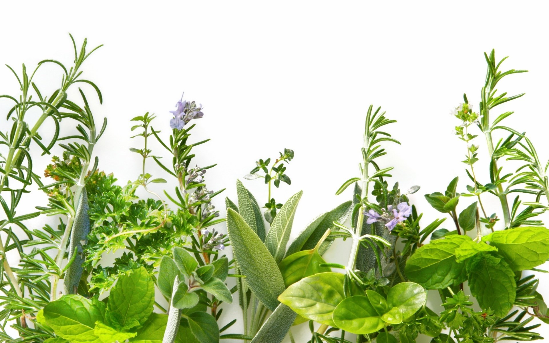 green plant flowers weed little flowers white background