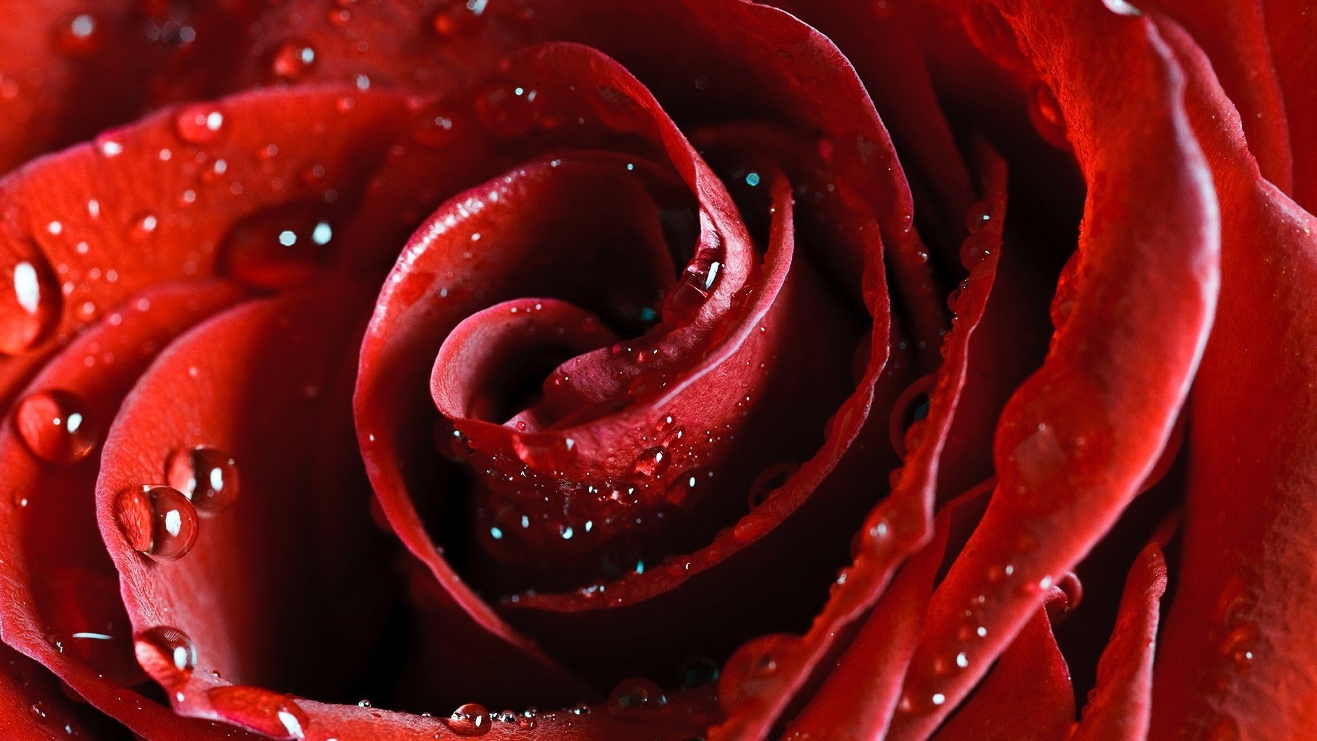 superficie lisa del pétalo asistente de cupido flores gotas de agua macro rosas