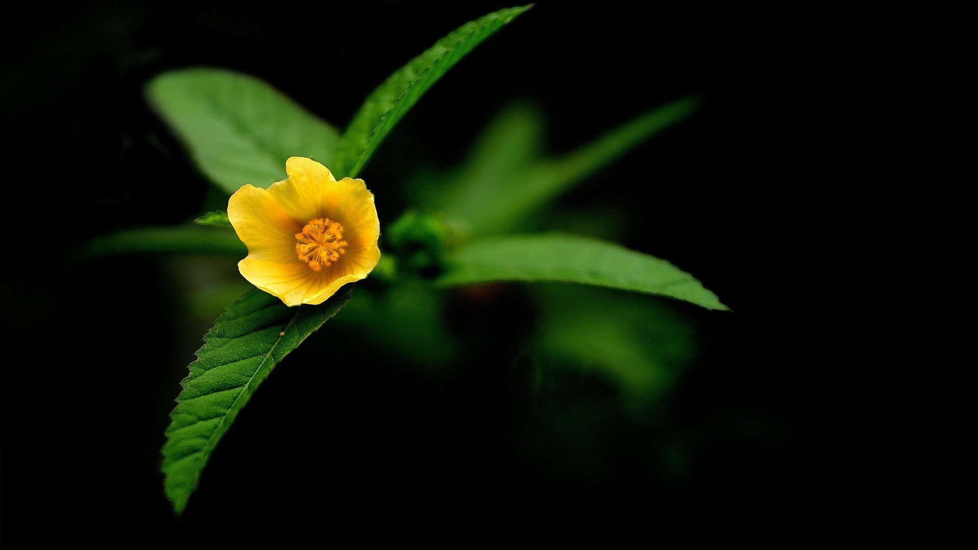 yellow baby flowers long leaves bright colors macro