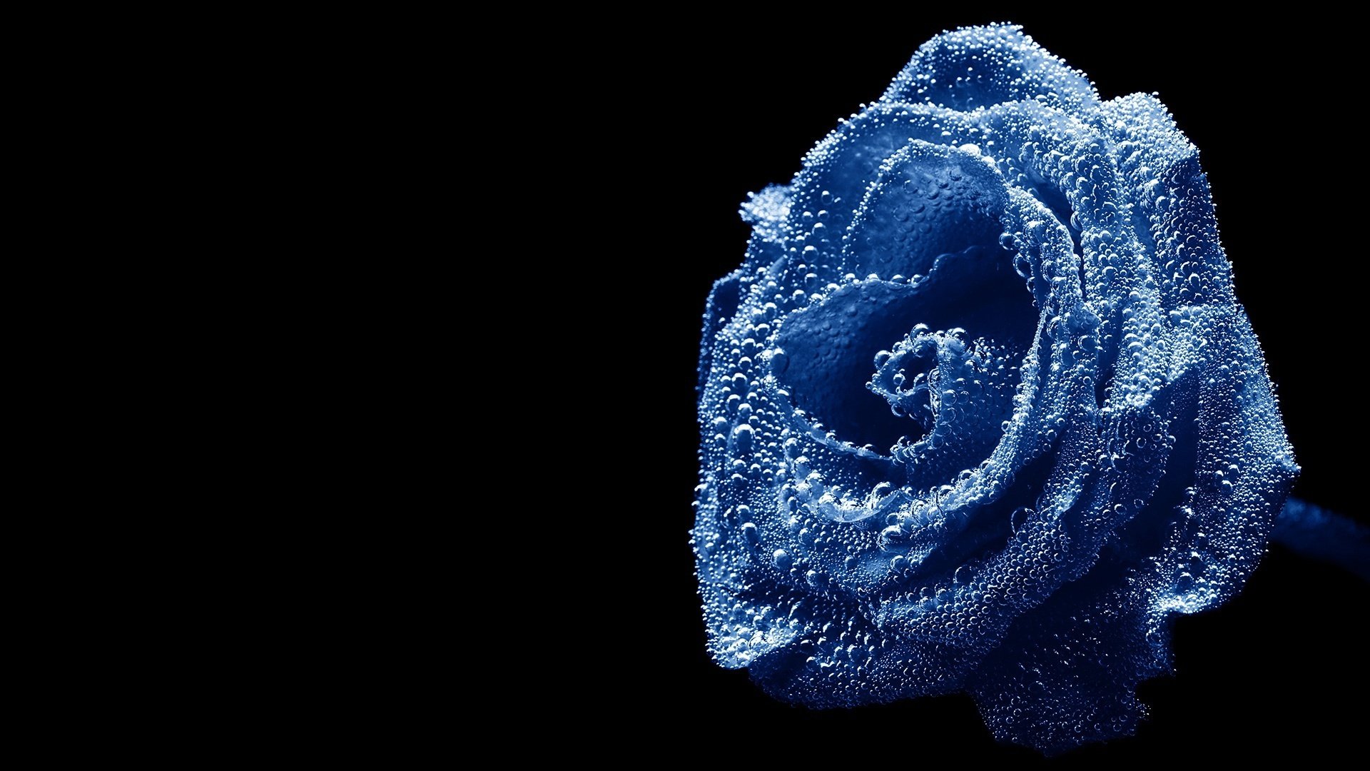 rose bleue pétales tourbillonnants fleurs éclaboussures d eau nature gros plan roses gouttelettes