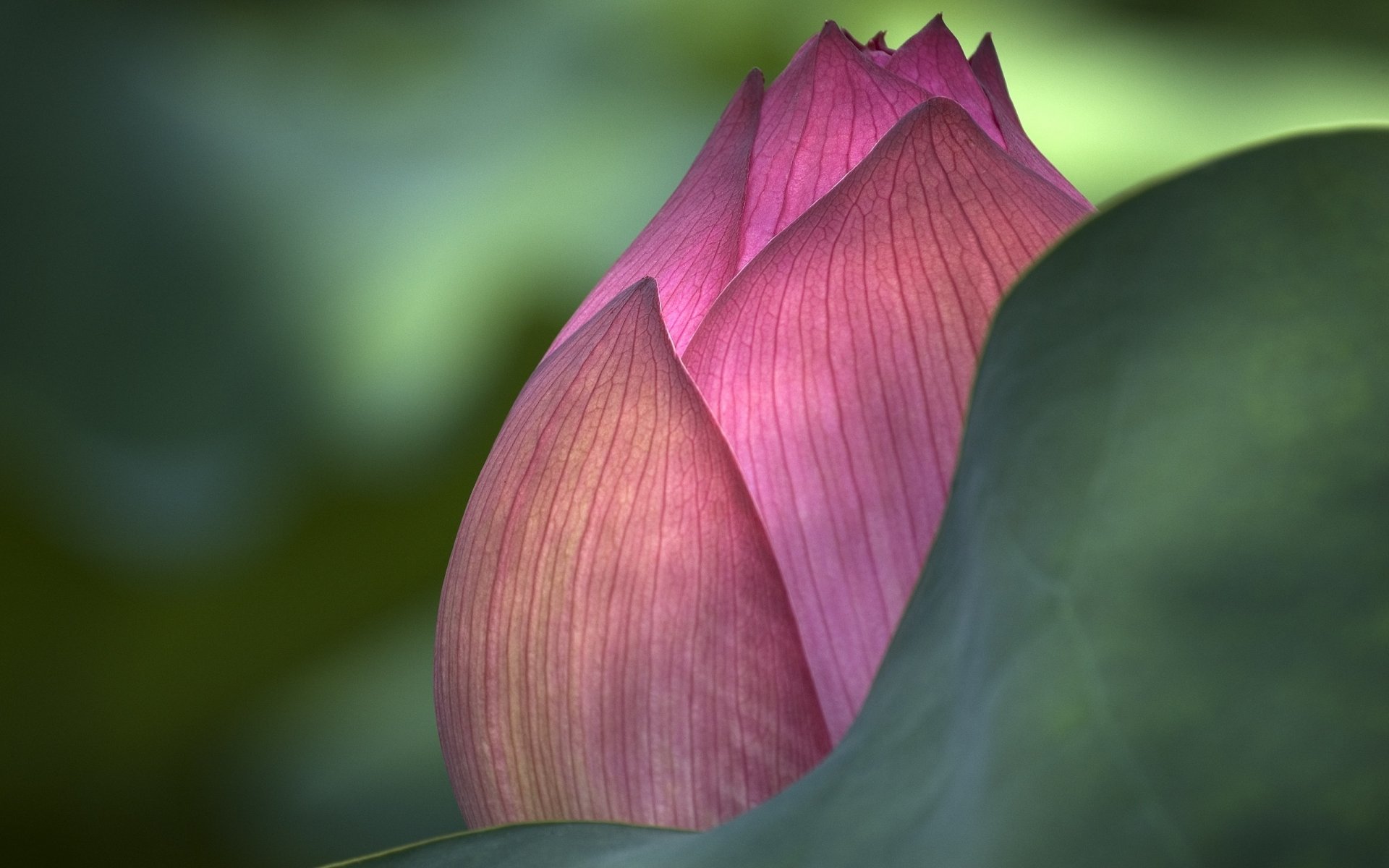 bourgeon fermé feuille verte fleurs veines gros plan