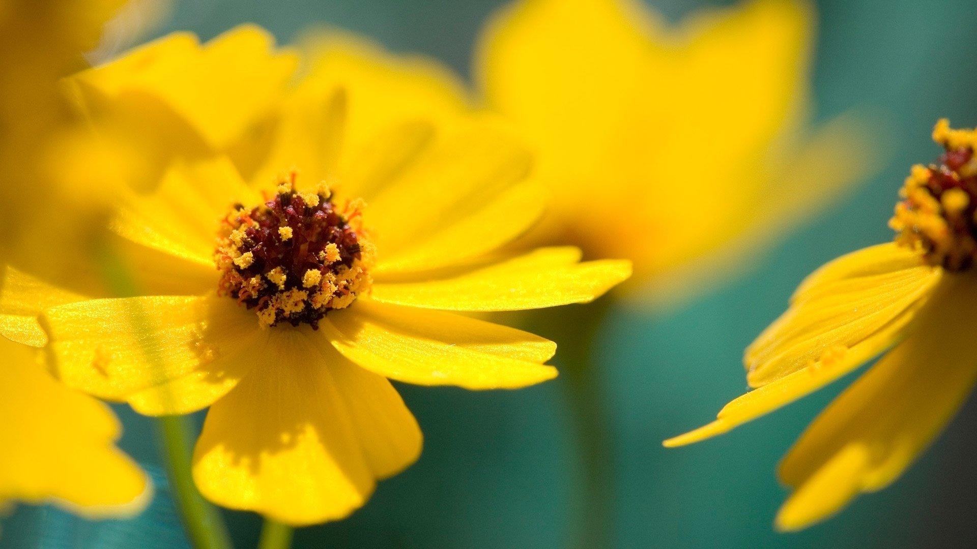 fleurs ensoleillées feuilles délicates fleurs pétales gros plan