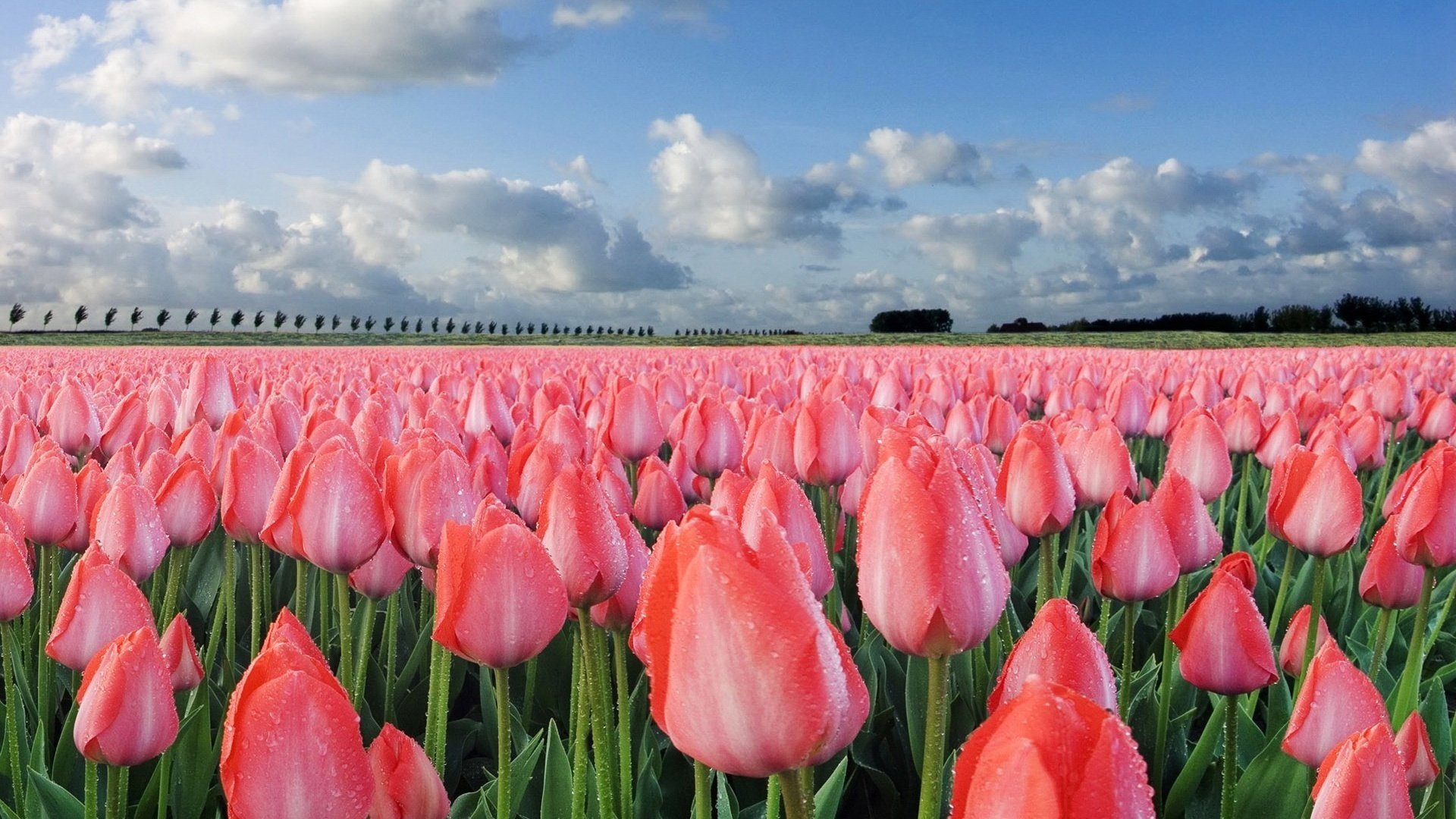 flowers field tulips pink create the sky nature