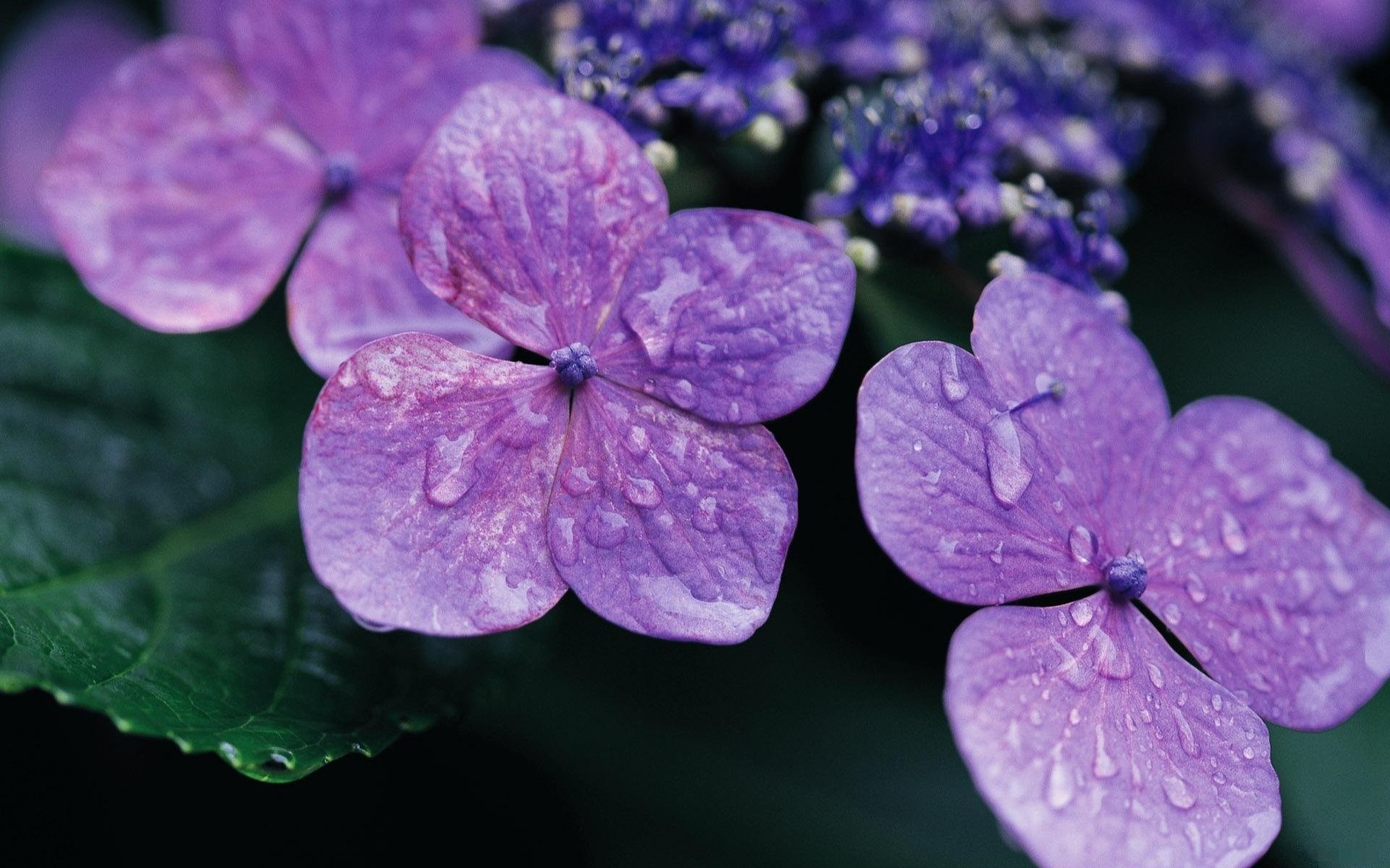 fliederkrümel vier blätter tau-tropfen blumen makro