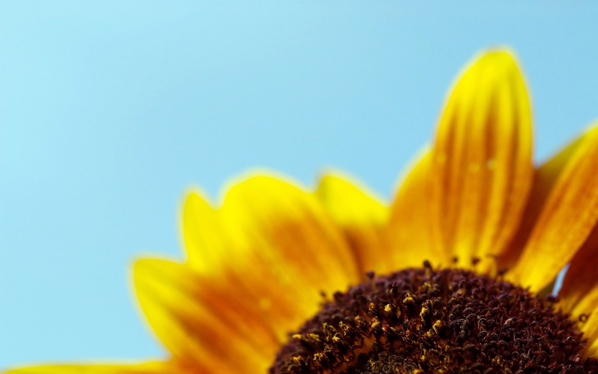 fleur ensoleillée milieu sombre fleurs tournesol gros plan