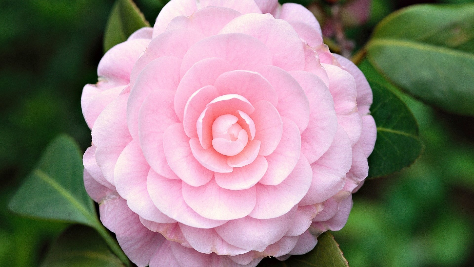 blumen wilde rose hellrosa kleine blütenblätter makro rosen natur