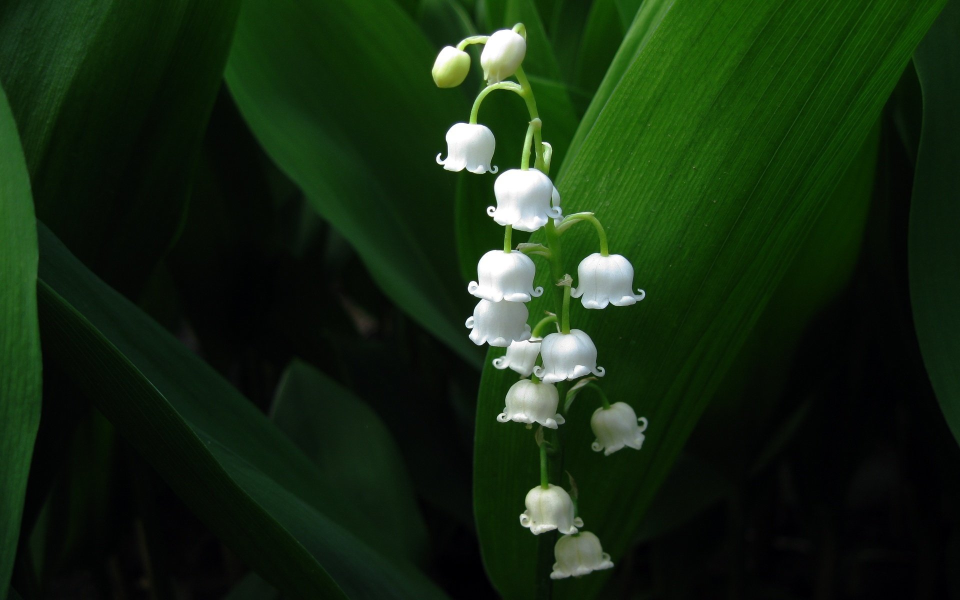 felddekoration weiße babys blumen glocken nahaufnahme maiglöckchen