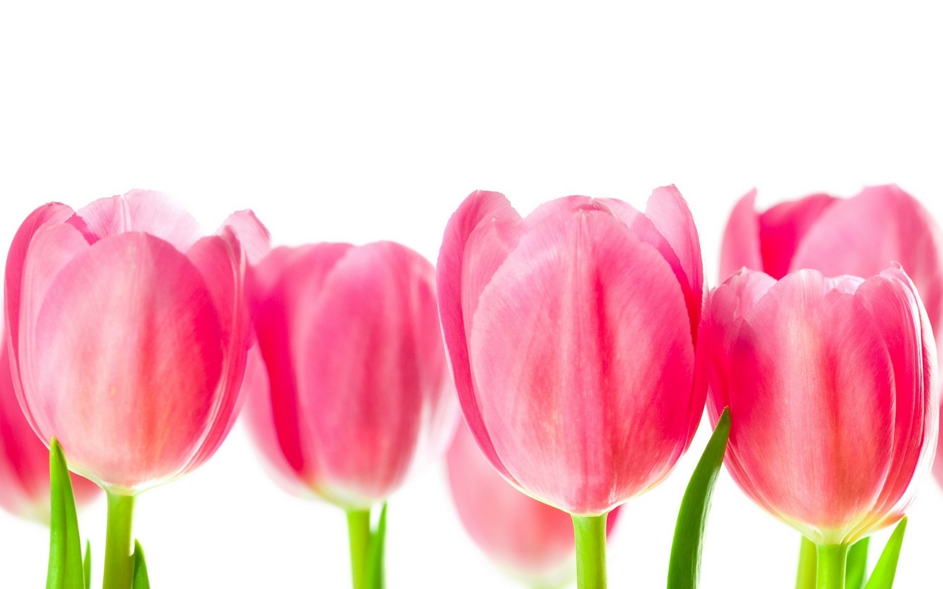 the top gentle creatures pink crumbs flowers white background tulip