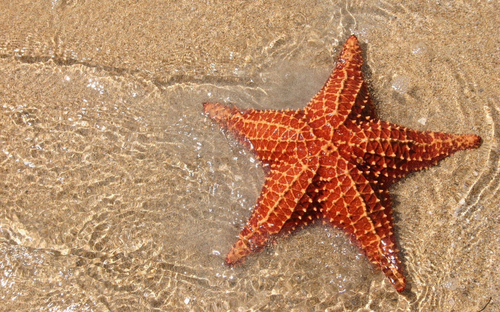 arena amarilla estrella de mar agua animales