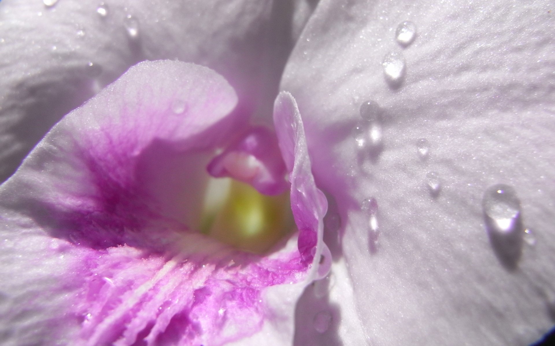 dew drops flowers a look inside delicate creation macro