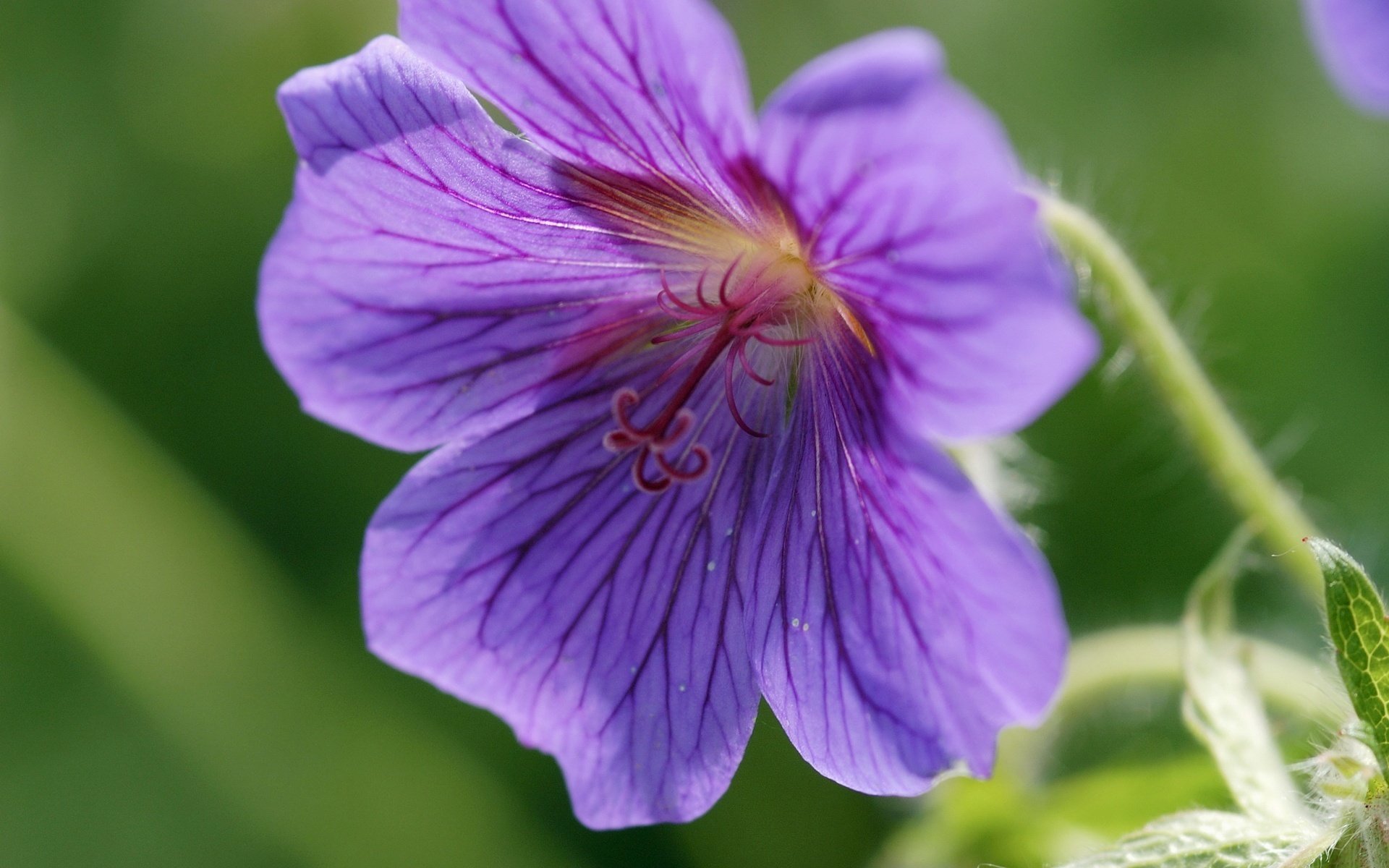 purple petals furry stem twisted pistil flowers macro