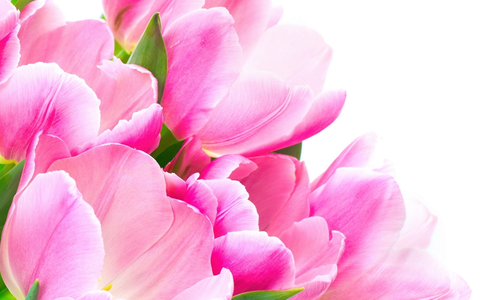 the petals in a row the tops of the tulips flowers beauty macro