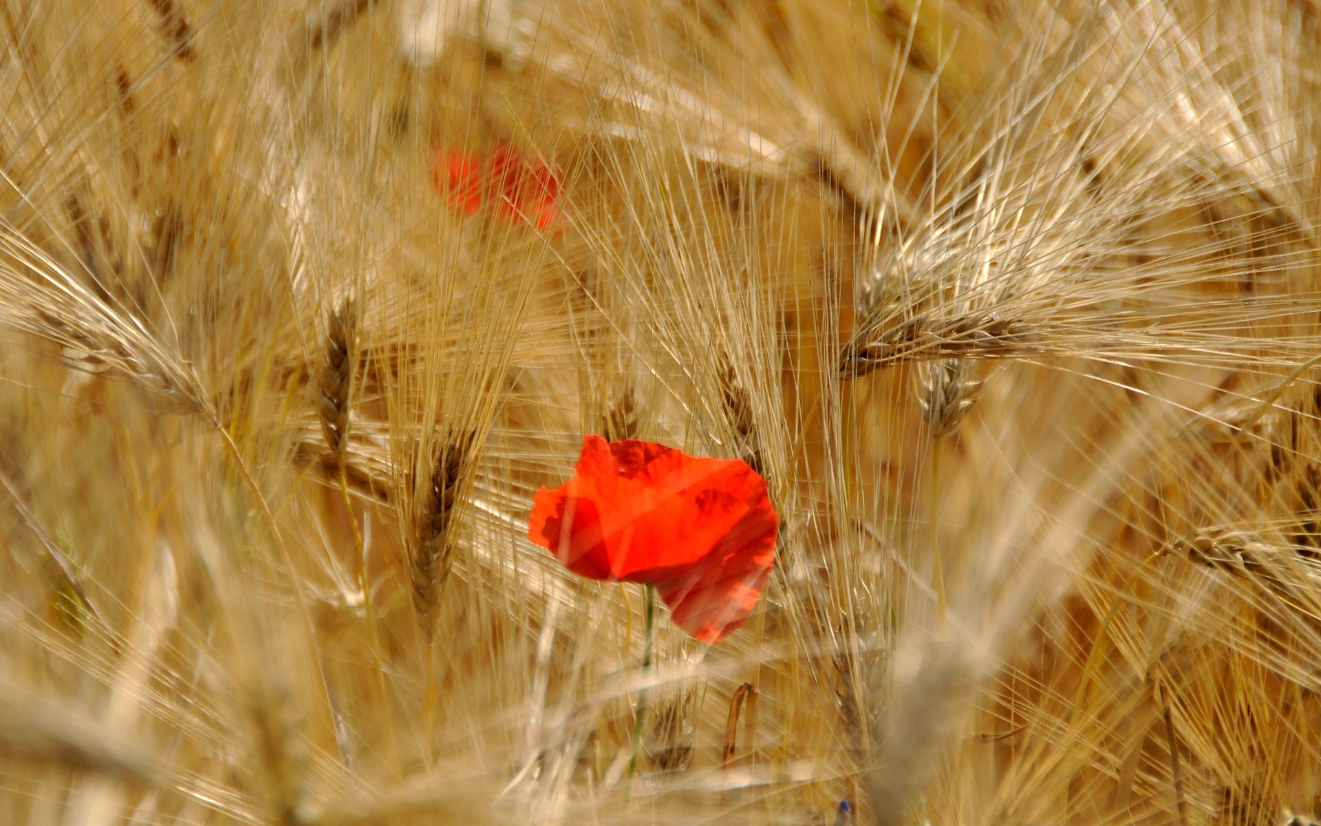 bellezza della natura fiori papaveri rossi spighette dorate campo estate