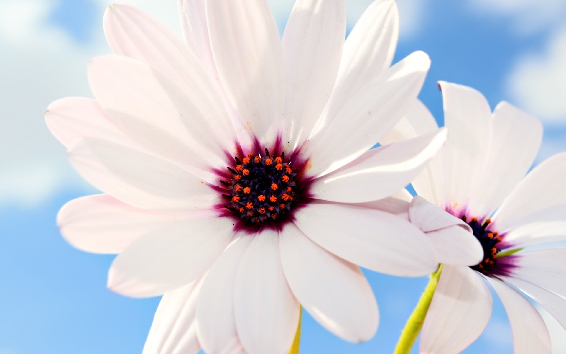 unusual daisy purple middle flowers rays of light macro