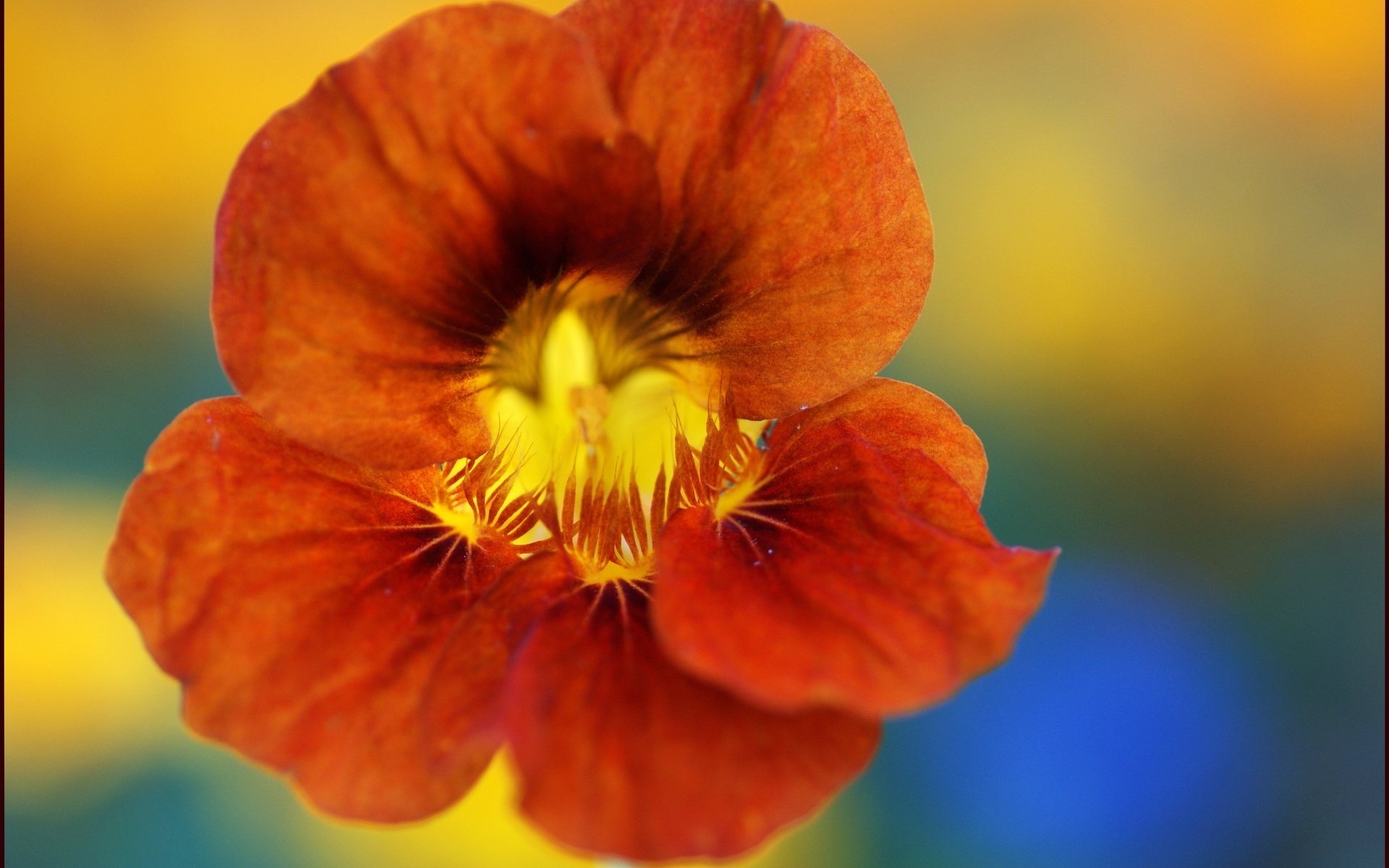 fleur décorative couleur riche teinte rouge fleurs gros plan