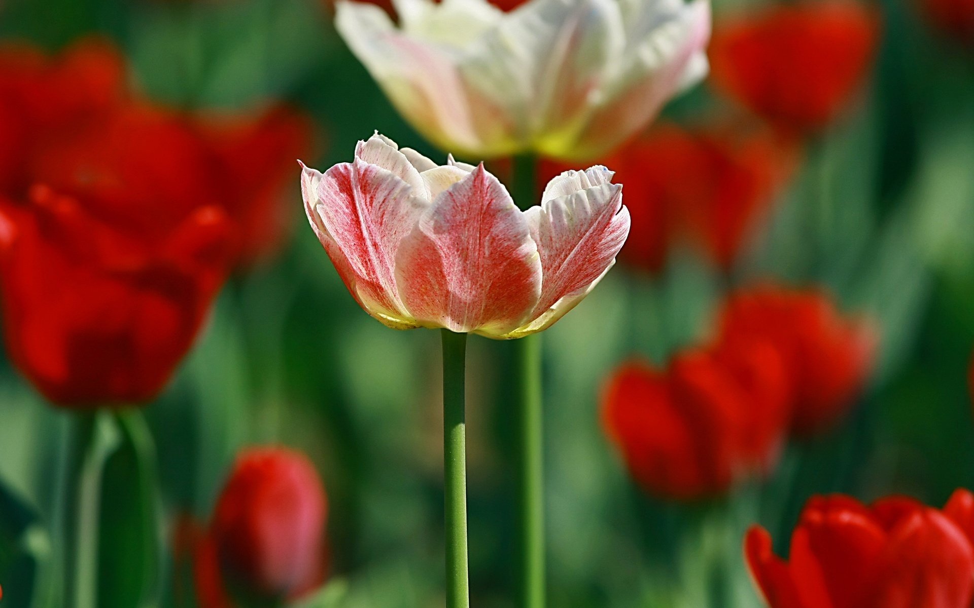 fleurs couleurs de nature rose rouge tendresse gros plan