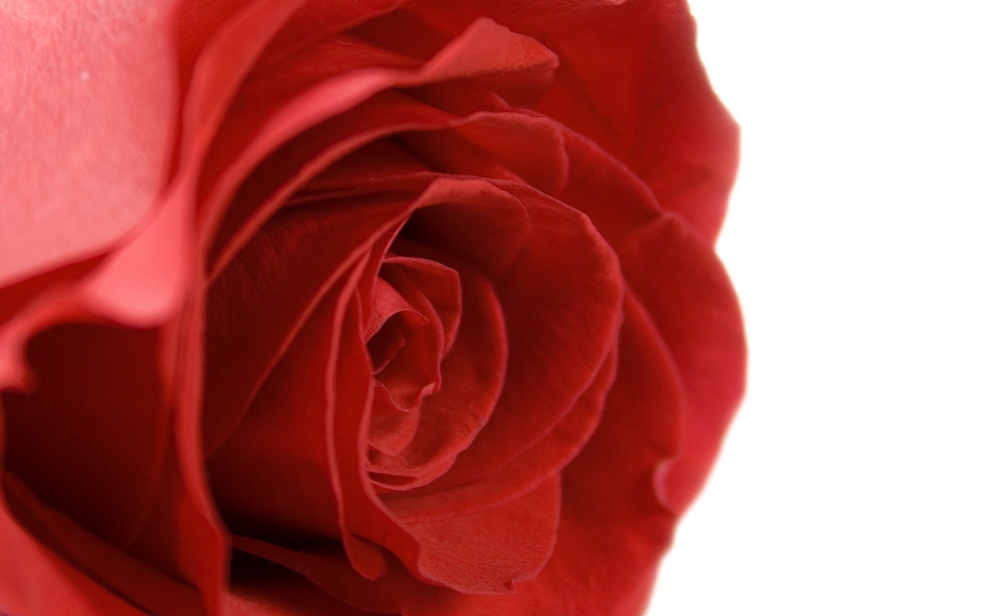 the tip flowers red the petals macro rose