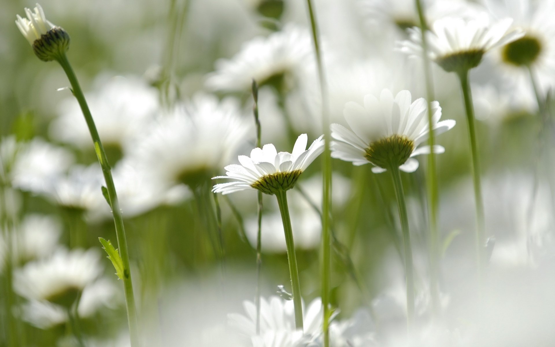 pétalos blancos flores campo margaritas macro