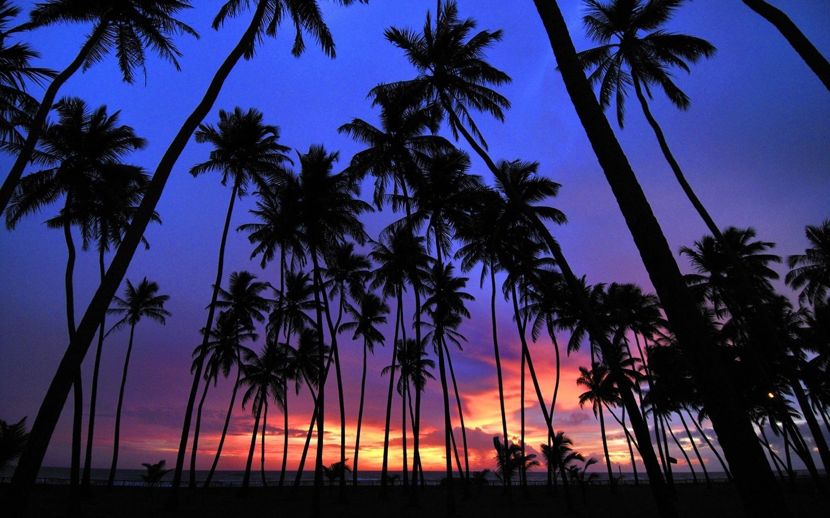 ciel coloré silhouettes de palmiers coucher de soleil palmiers soirée nature tropiques paysage ciel vacances