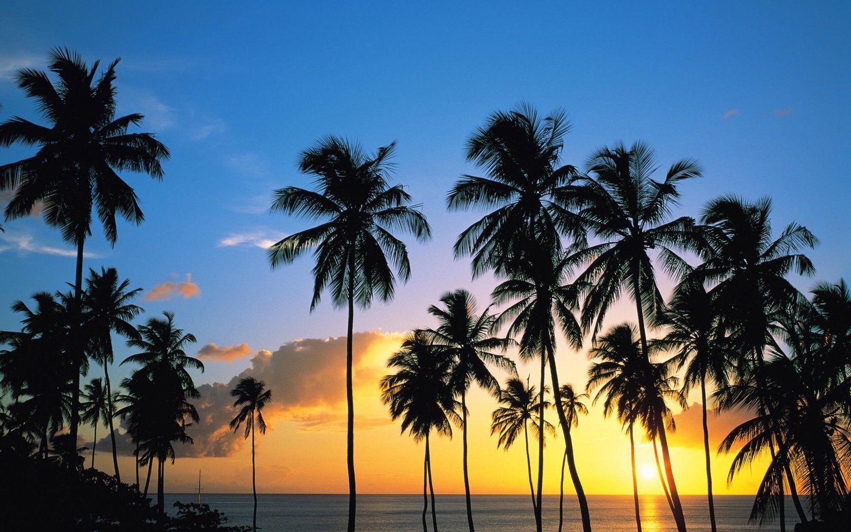 tall palm trees sunset the rays of the sun the sky palm trees sea the evening island horizon landscape nature tropic