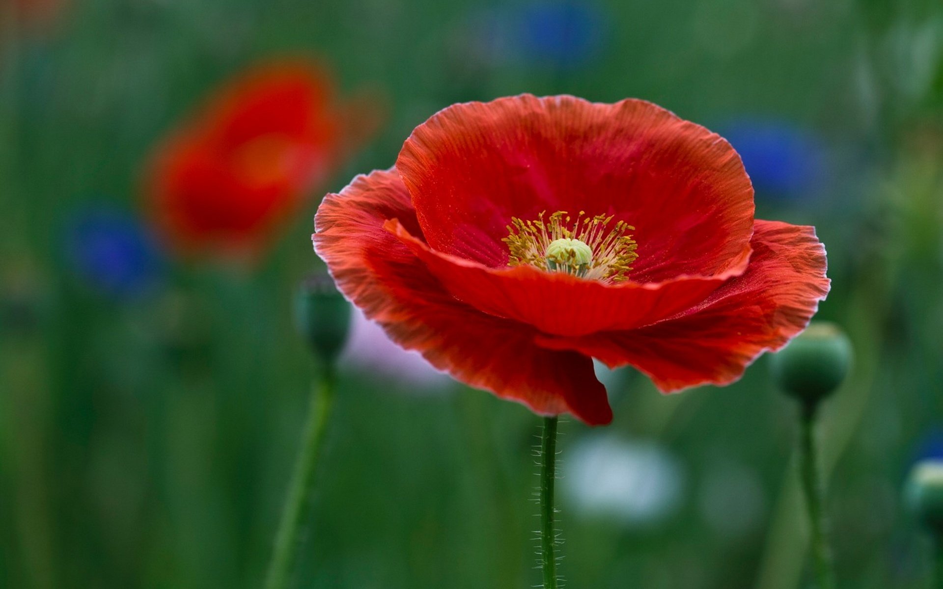 création délicate fleurs fragiles coquelicots fleurs gros plan