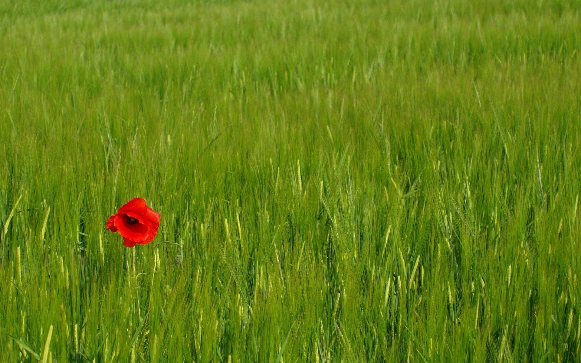 flor solitaria flores campo hierba verde vegetación