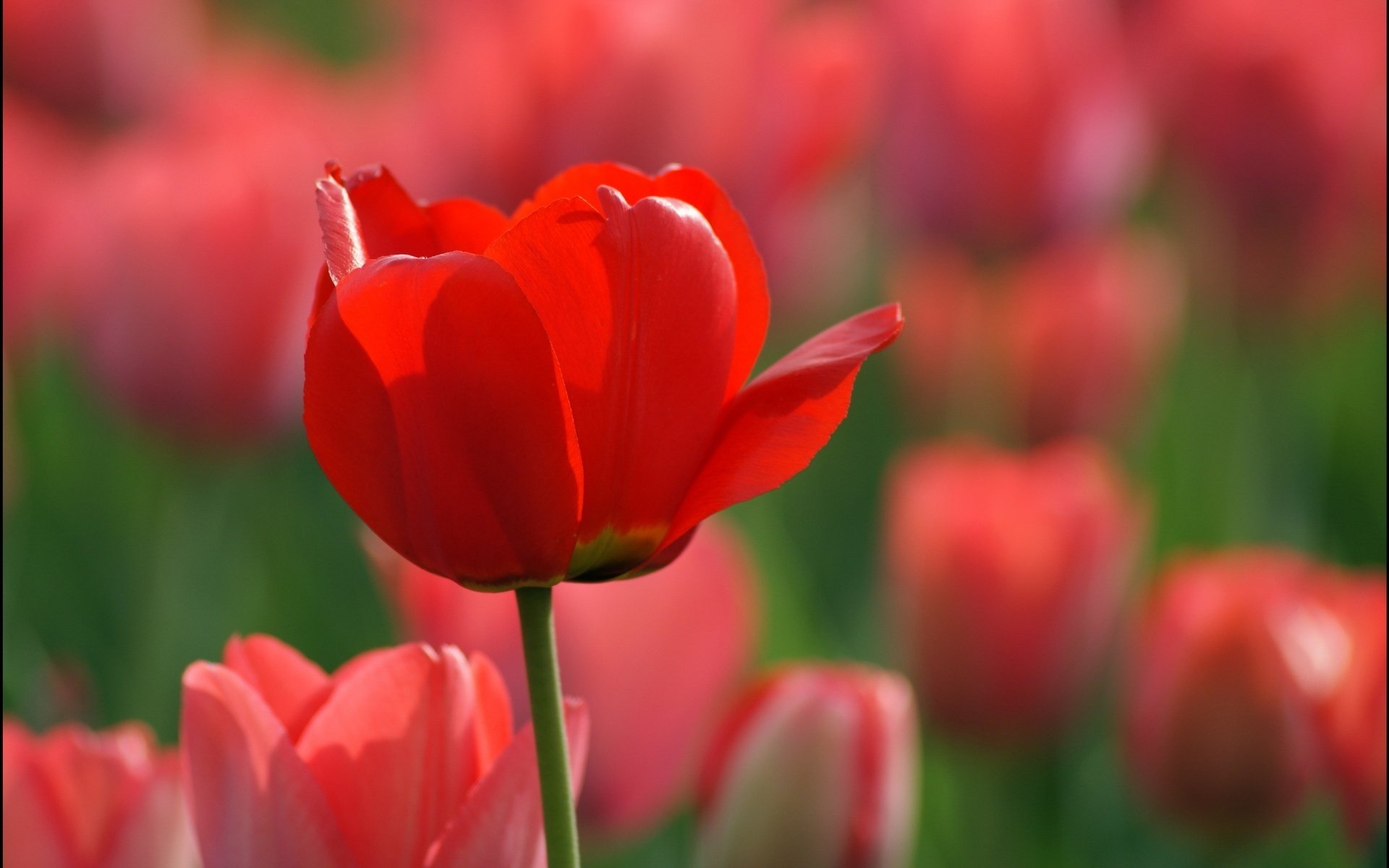 flowers field spring red tulips macro nature