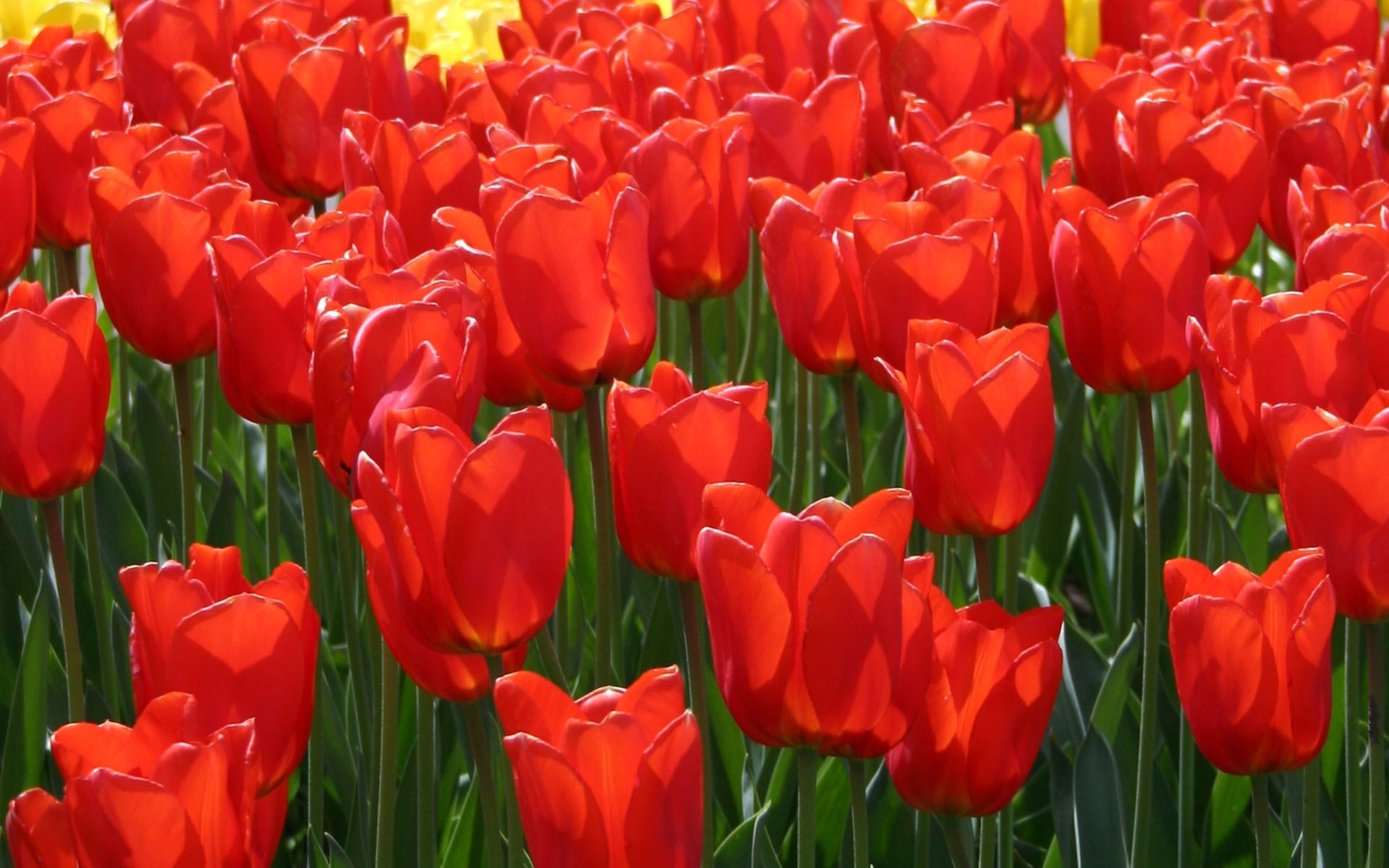 campo di fuoco creature luminose fiori tulipani rossi