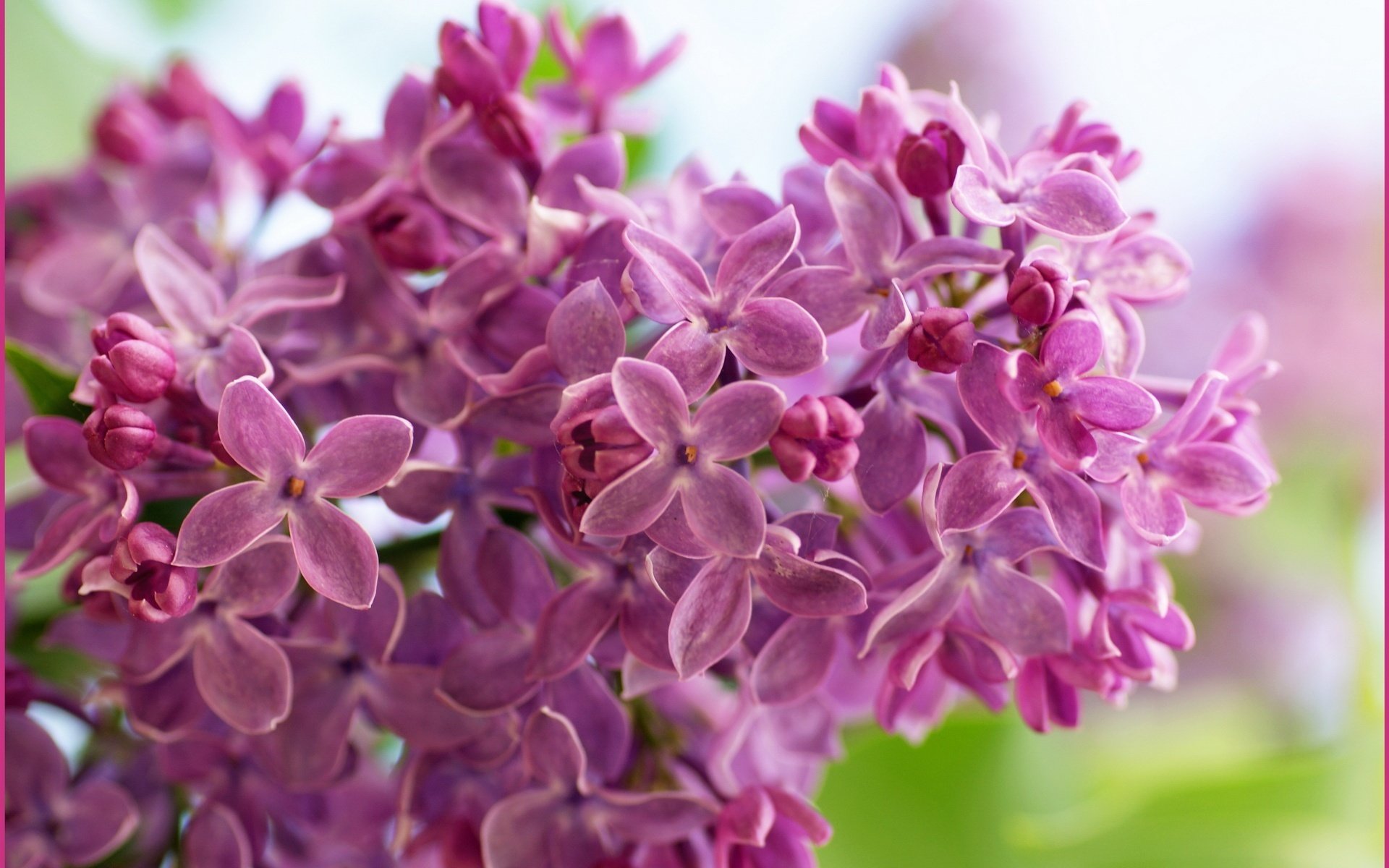 sich öffnende knospen blumen kleine blüten flieder