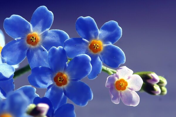 Fleurs bleues sur fond de ciel