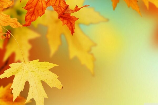 Осенний яркий лист не думает падать