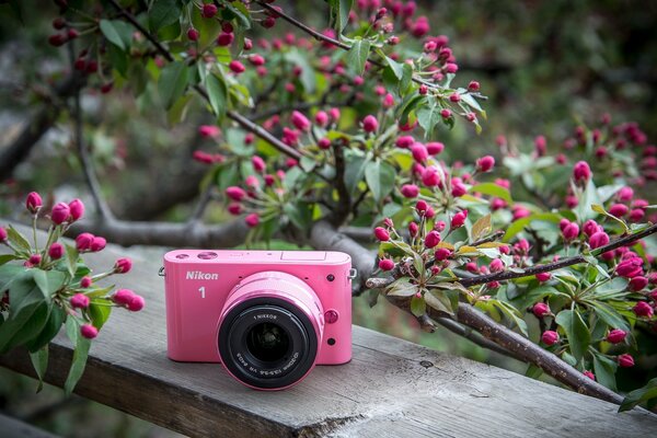 Розовый фотоаппарат на фоне цветущего куста