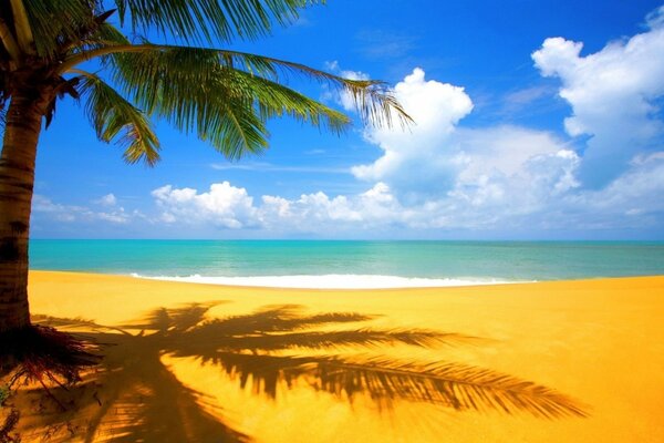 Sandy ocean shore with palm trees