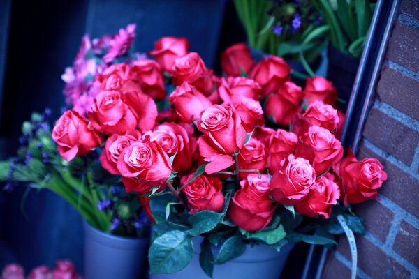 Rosa Rosen in einem Blumentopf in Blumensträußen