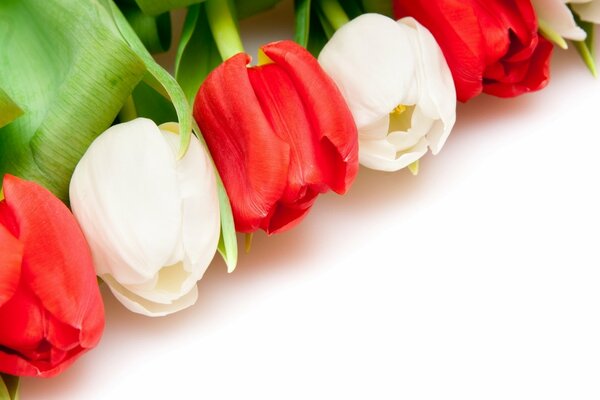 Colored tulips white and red lie in a row