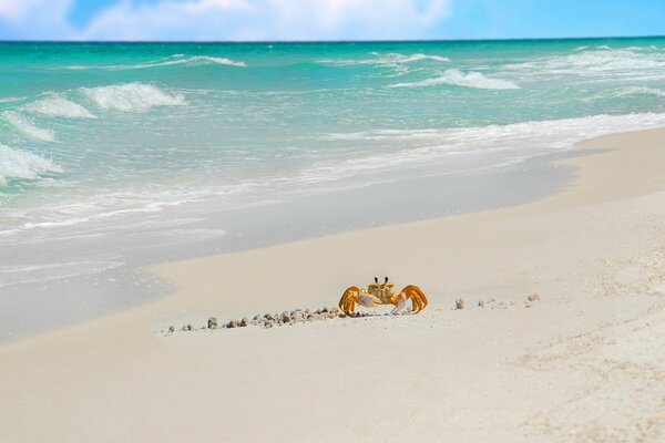 Krabbe am blauen Meer