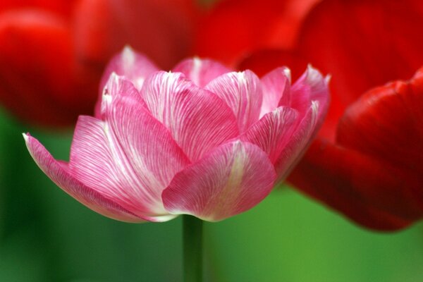 Foto macro di tulipano rosa su sfondo rosso