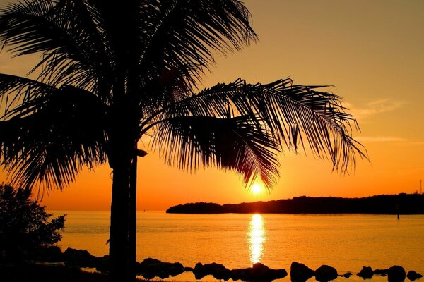 Sonnenuntergang im Resort mit üppiger Palme