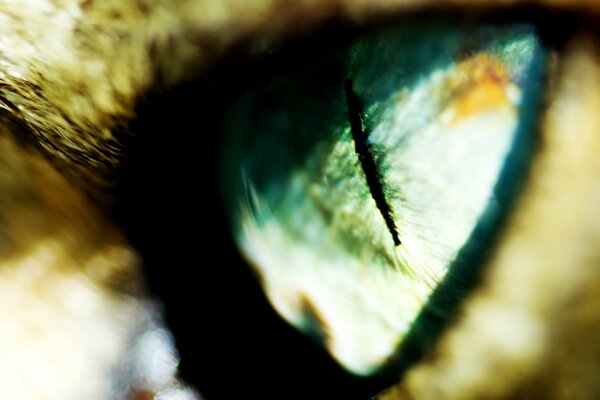 Кошачий зелёный глаз со зрачком
