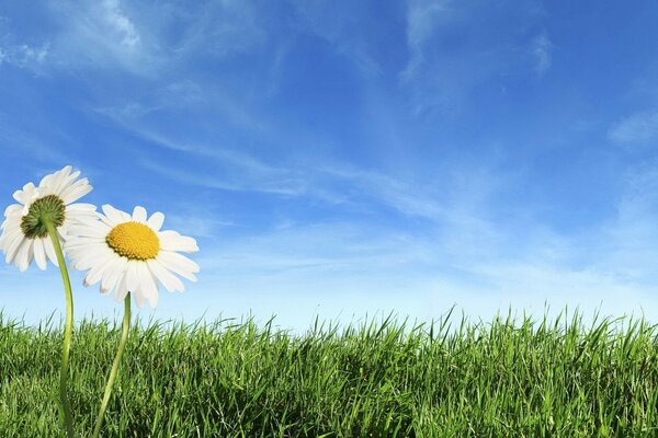 Field chamomile on a green meadow