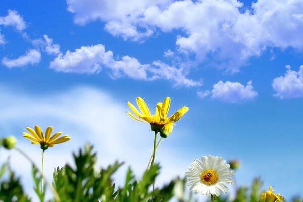 Marguerites blanches avec coccinelle