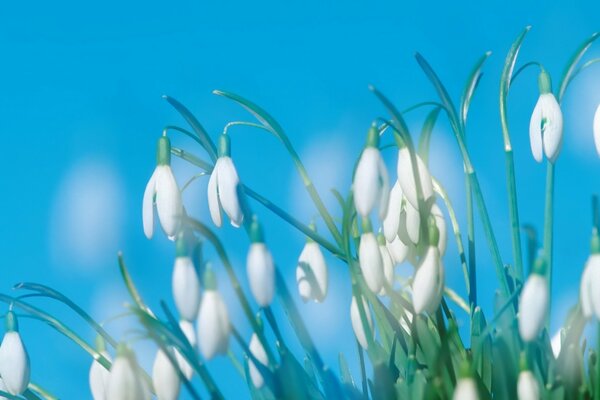 Viele Schneeglöckchen auf blauem Hintergrund