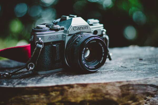 Macro camera on the background of a green forest