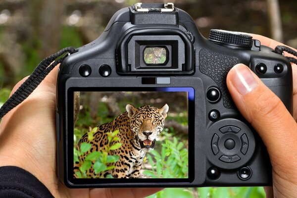 Nelle mani di una macchina fotografica in cui una foto di una tigre