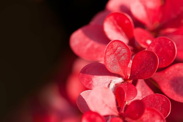 Macro photo of red cakes