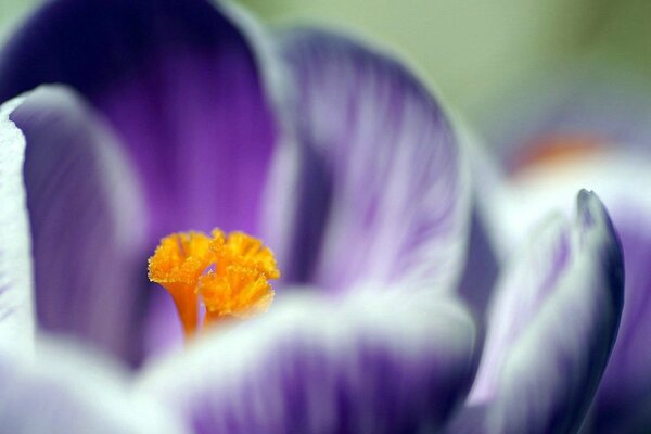 Petals of a delicate snowdrop macro-shooting