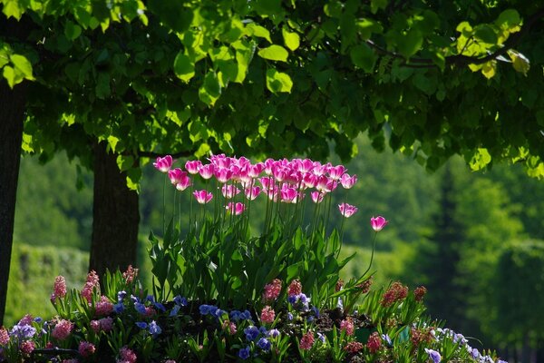 Flower bed under green tree branches