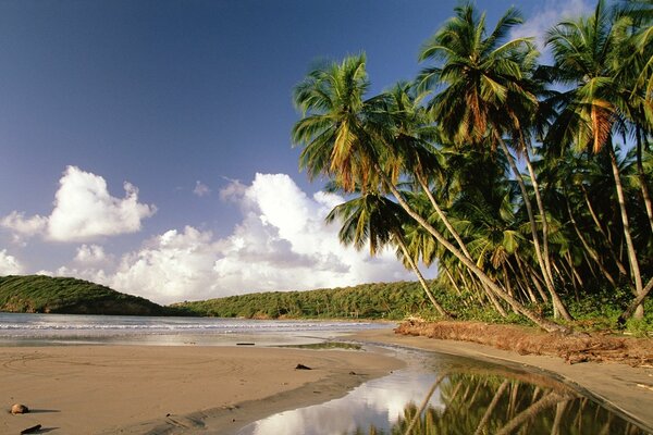Hermosas palmeras en la costa de una isla tropical